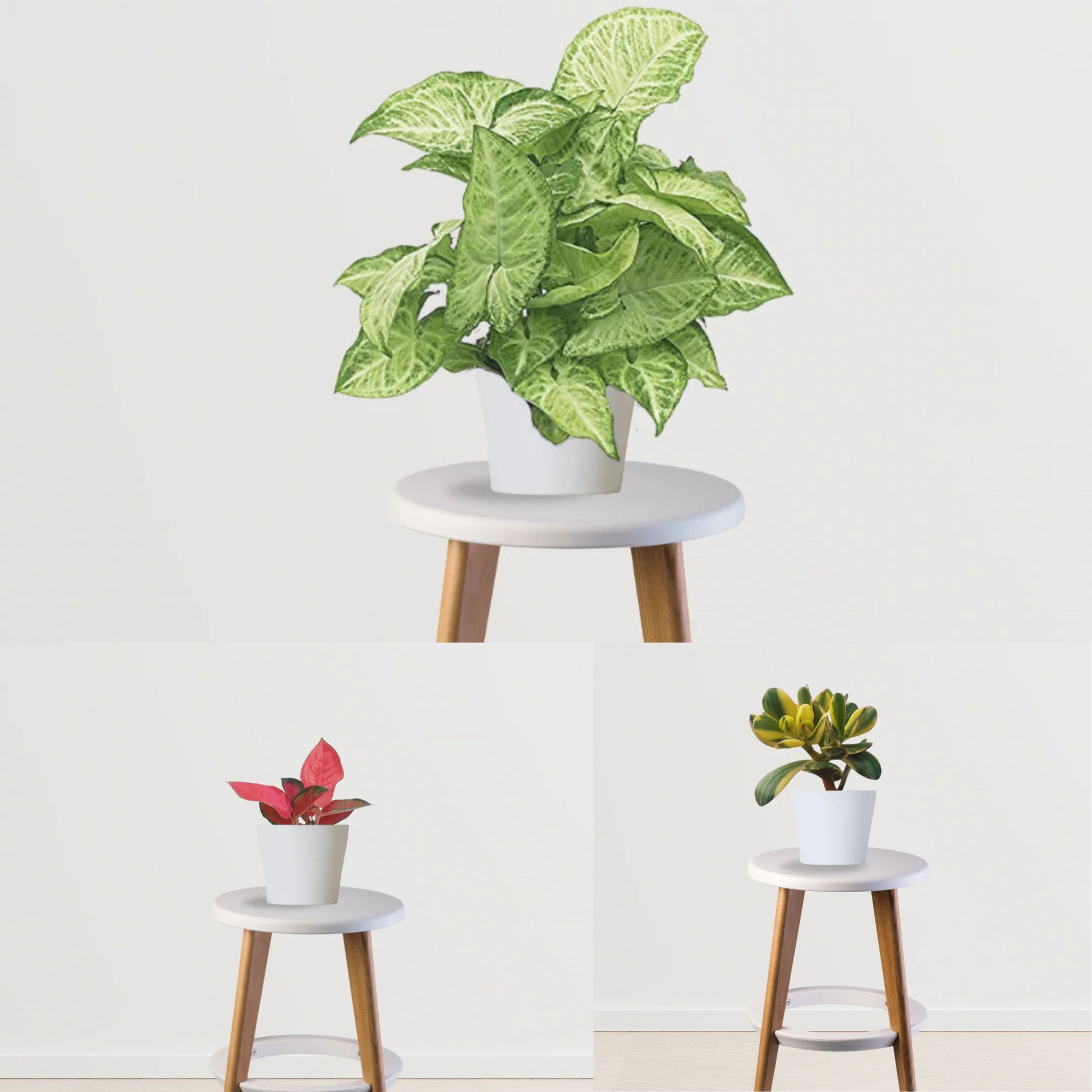 Set & Forget Combo (Jade Plant, Syngonium, Aglaonema)