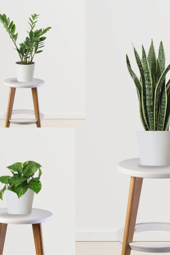 Easy Green Starter Pack(Snake Plant, ZZ Plant, Money Plant)