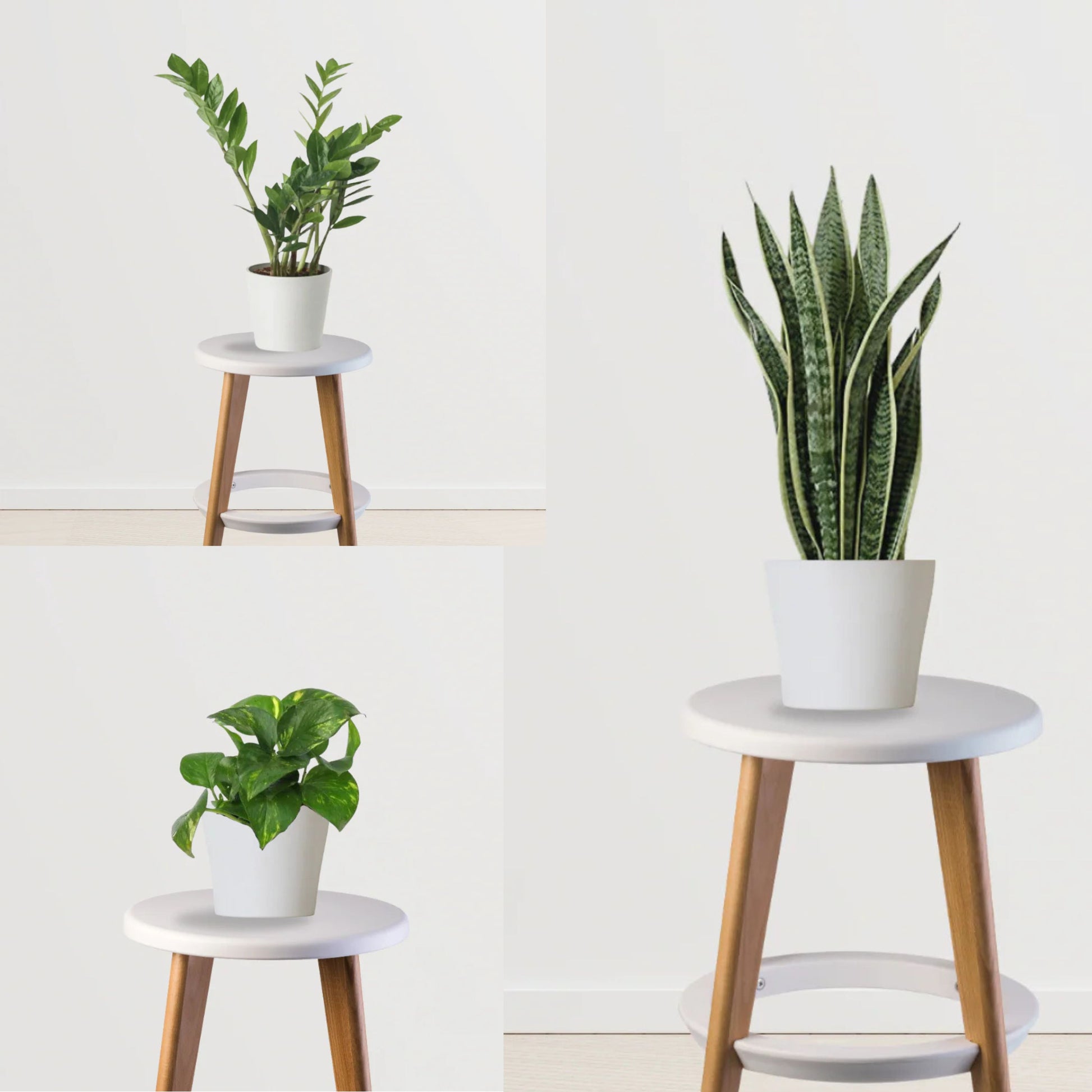 Easy Green Starter Pack(Snake Plant, ZZ Plant, Money Plant)