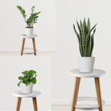 Easy Green Starter Pack(Snake Plant, ZZ Plant, Money Plant)
