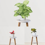 Set & Forget Combo (Jade Plant, Syngonium, Aglaonema)