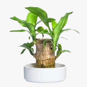Lucky Brazilian Wood Plant