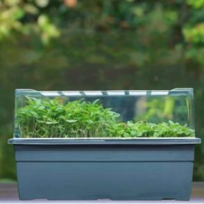Microgreens Growing Tray