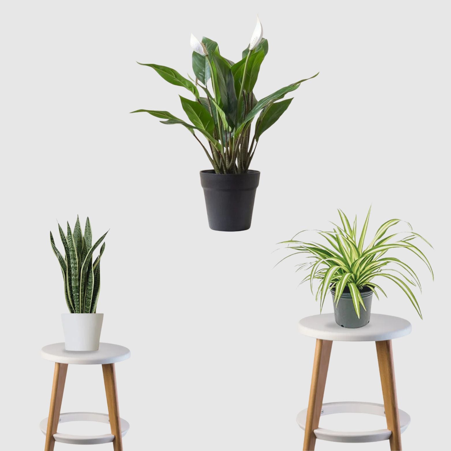 Fresh Air Trio (Spider Plant, Snake Plant, Peace Lily)