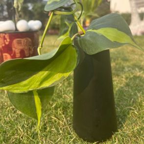 Philodendron Oxycardium Variegated with black ceramic pot - Gift Set