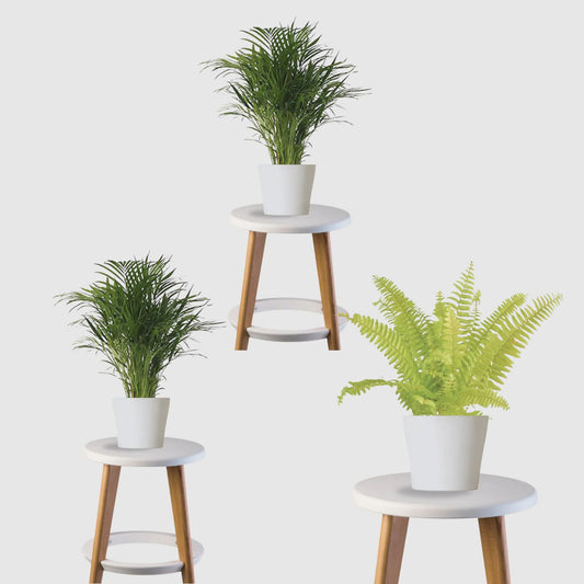 Oxygen Boost Pack (Areca Palm, Aloe Vera, Boston Fern)