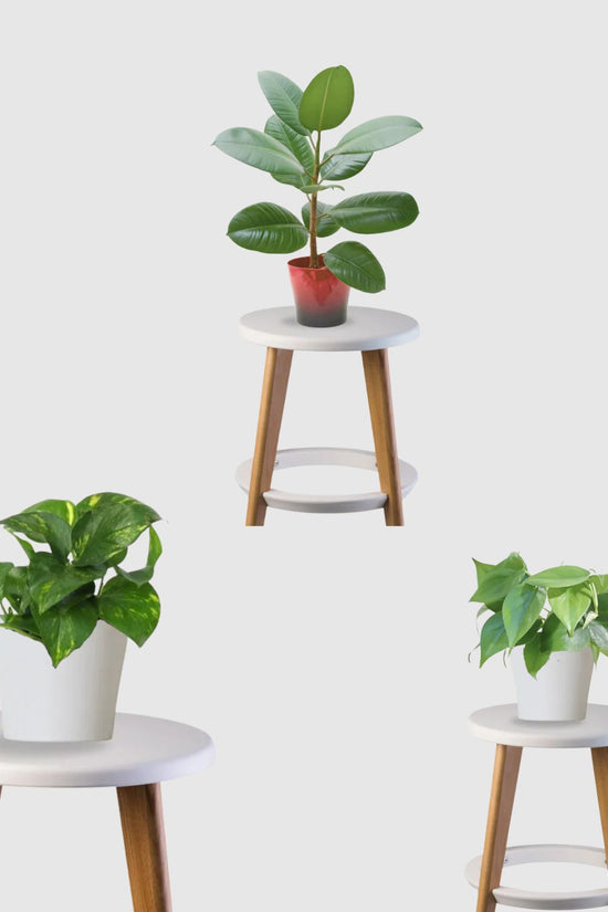 philodendron rubber plant Pure Living Combo (Rubber Plant, Philodendron, Money Plant) – Gardengram