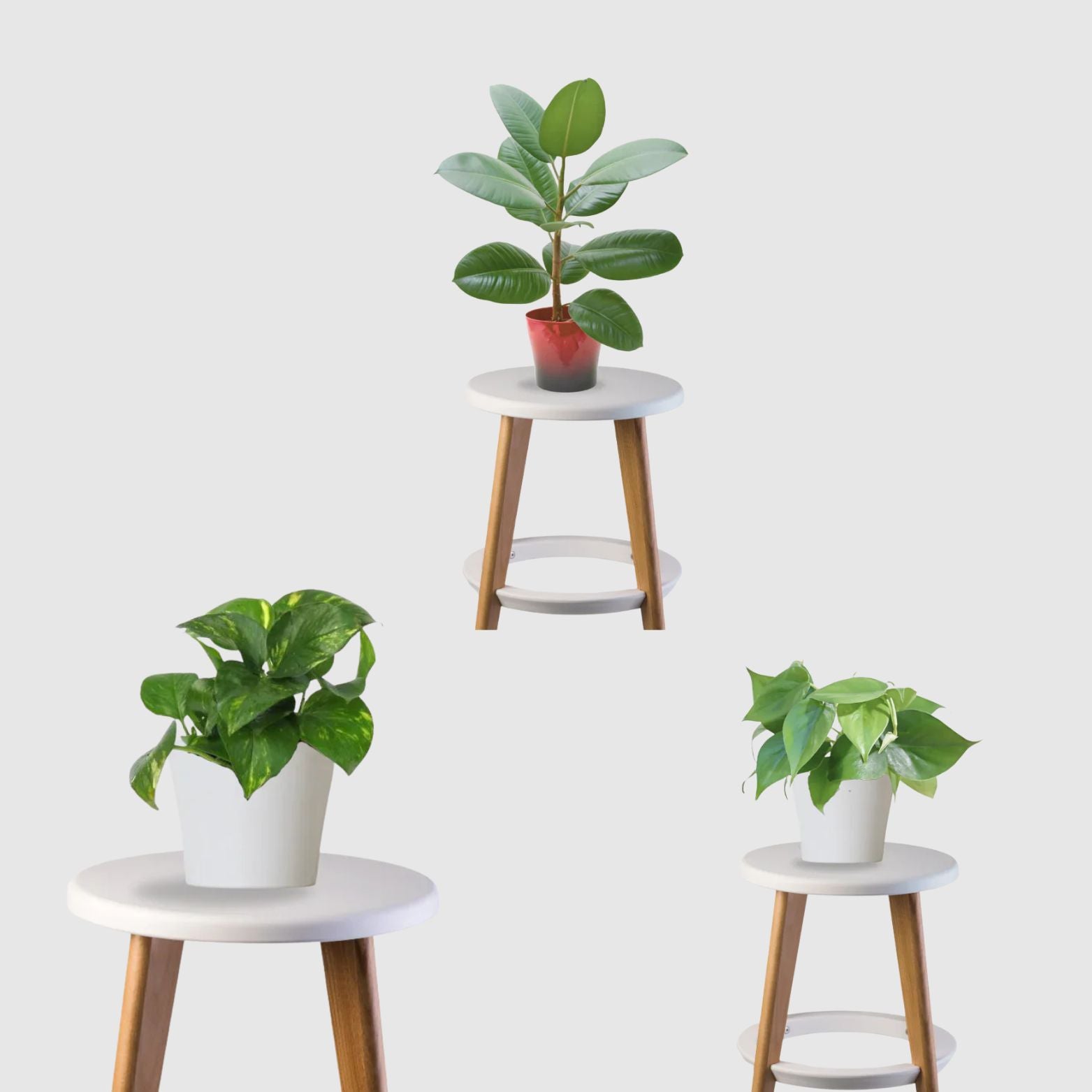 Pure Living Combo (Rubber Plant, Philodendron, Money Plant)