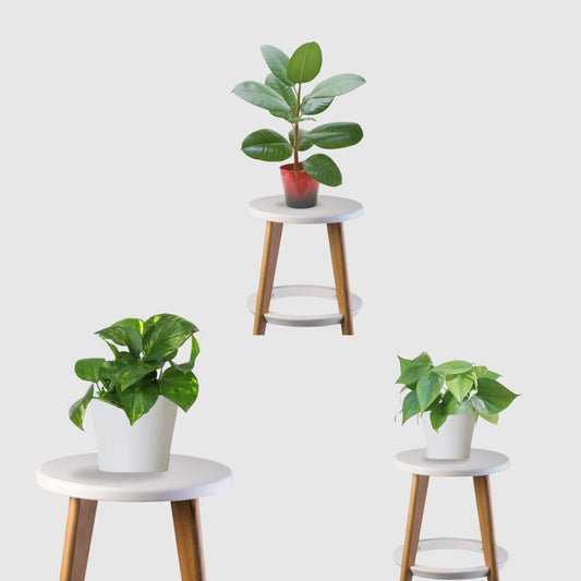 Pure Living Combo (Rubber Plant, Philodendron, Money Plant)