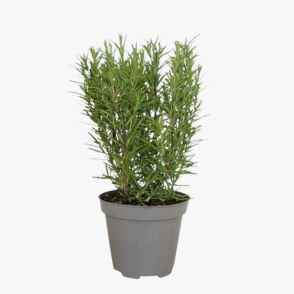Rosemary Plant
