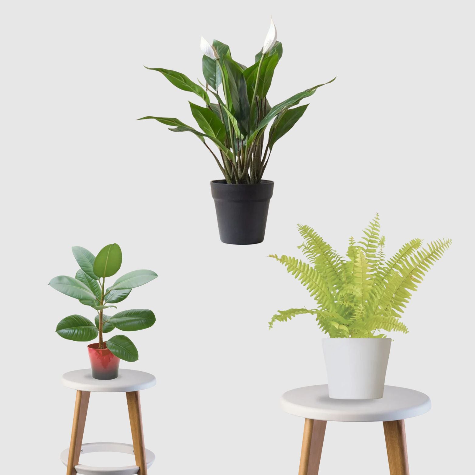 Nature’s Purifier Pack (Boston Fern,Rubber Plant, Peace Lily)