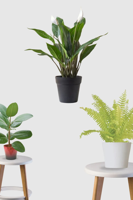 Nature’s Purifier Pack (Boston Fern,Rubber Plant, Peace Lily)