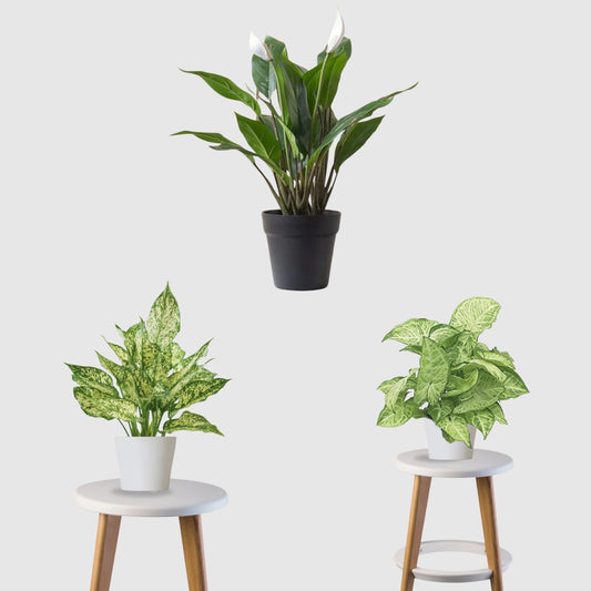 Fresh Aura Set (Peace Lily,Syngonium,Aglaonema)