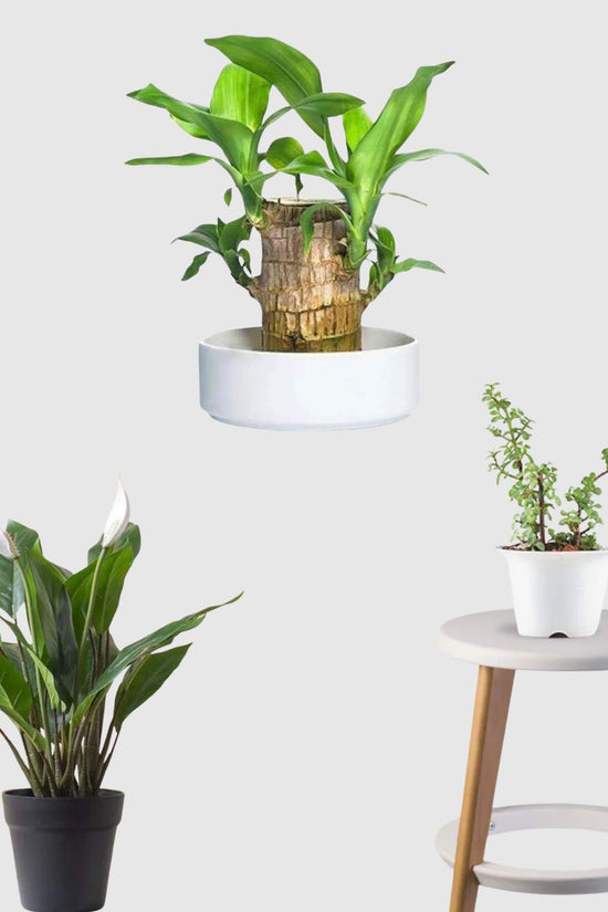 Blissful Abundance Set (Peace Lily, Brazilian wood, Jade Plant)