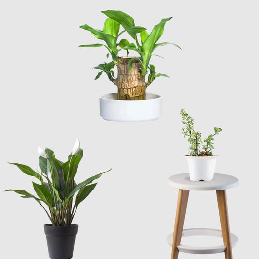 Blissful Abundance Set (Peace Lily, Brazilian wood, Jade Plant)