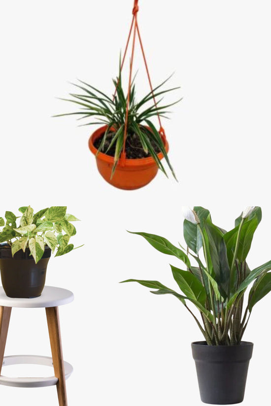 Busy Bee Greens (Pothos, Peace Lily, Spider Plant)