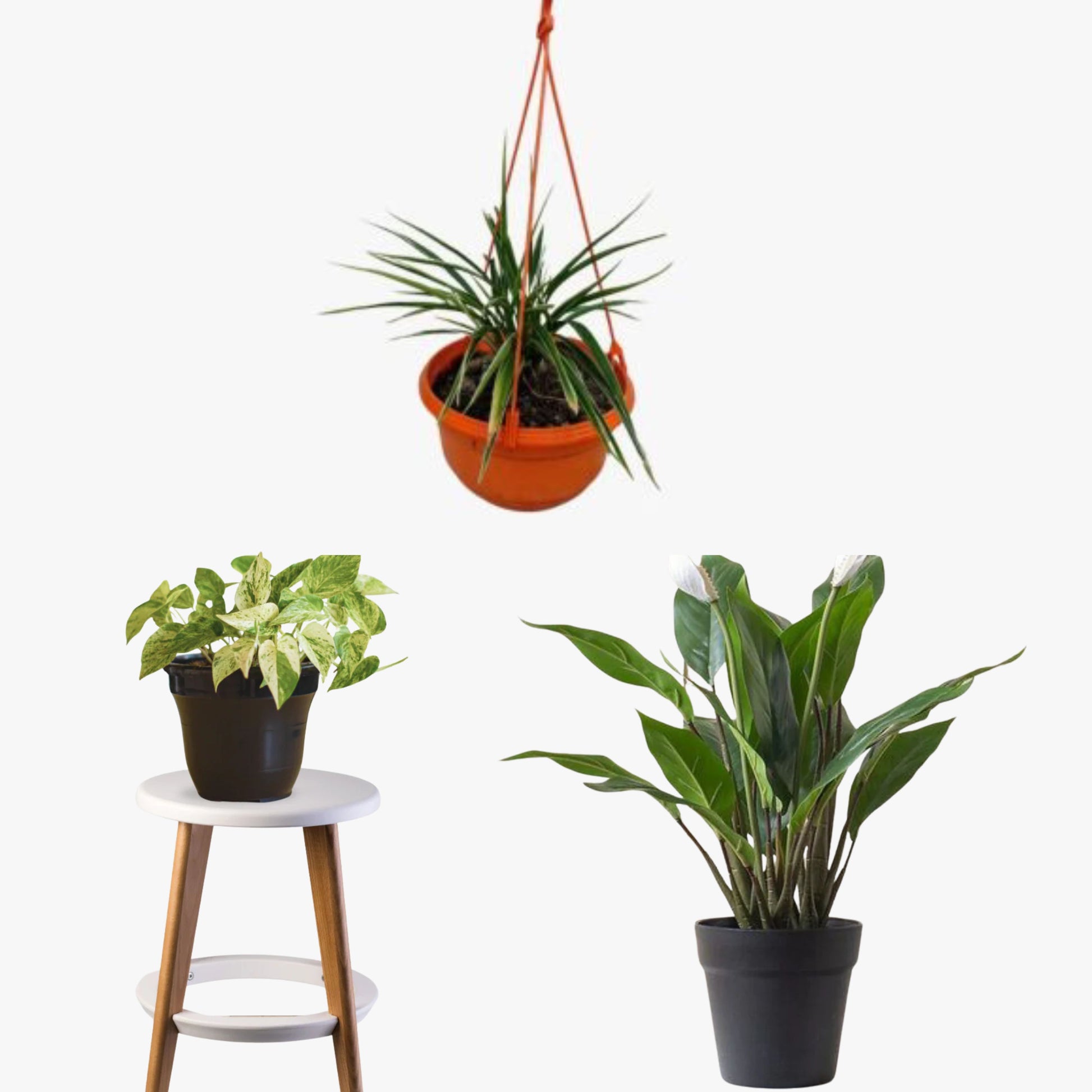 Busy Bee Greens (Pothos, Peace Lily, Spider Plant)