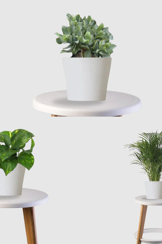 Energy Balance Set (Money Plant,Jade Plant, Areca Palm)