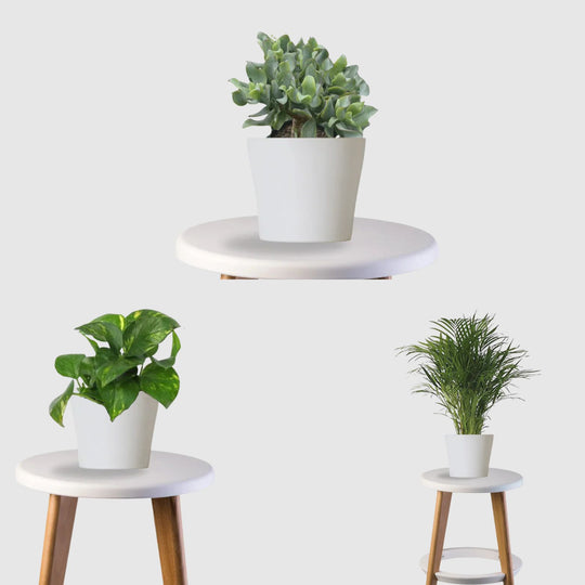 Energy Balance Set (Money Plant,Jade Plant, Areca Palm)
