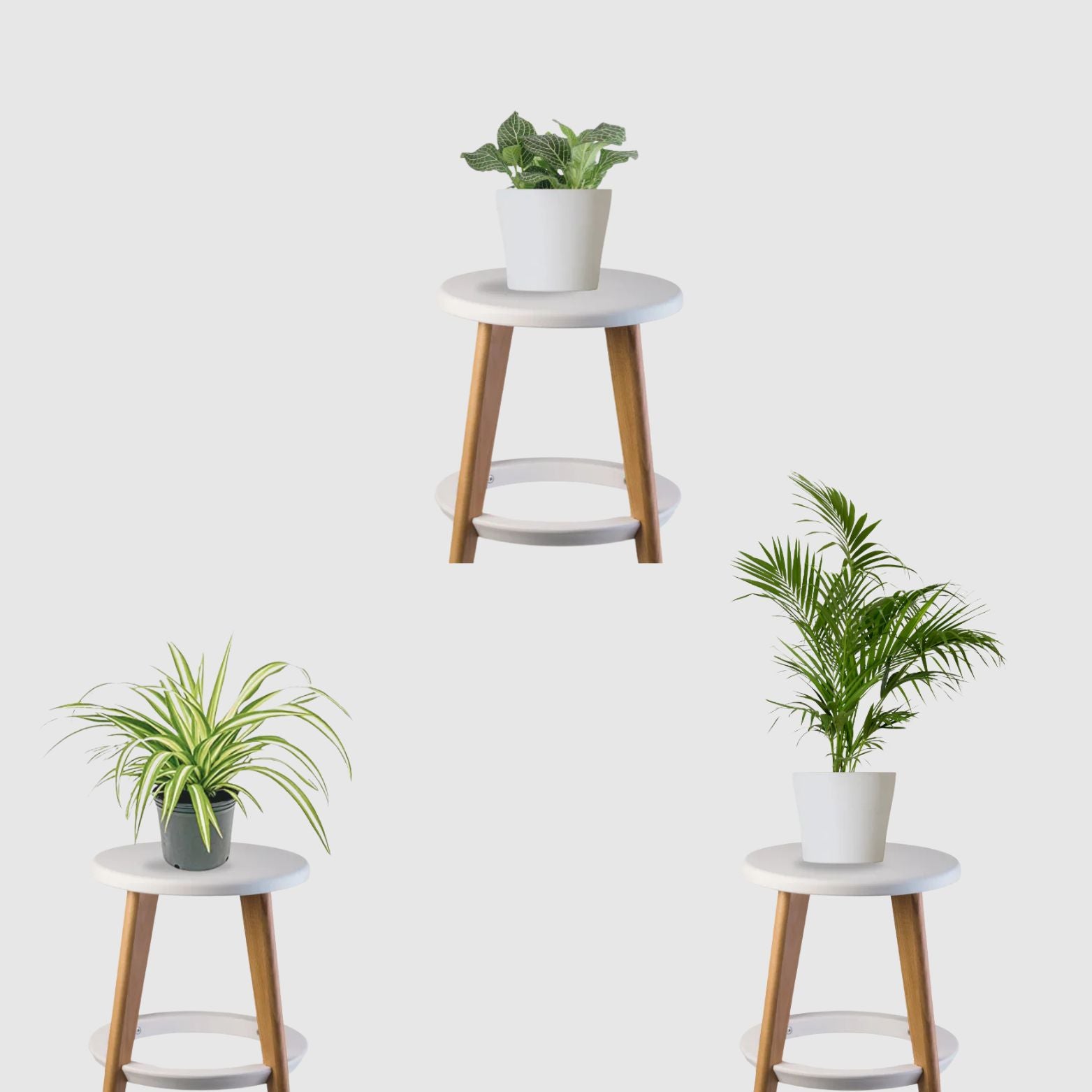 Happy Tails Pack (Bamboo Palm, Spider Plant, Fittonia)