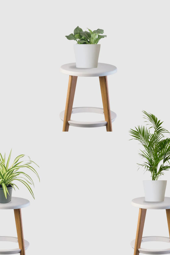 Happy Tails Pack (Bamboo Palm, Spider Plant, Fittonia)