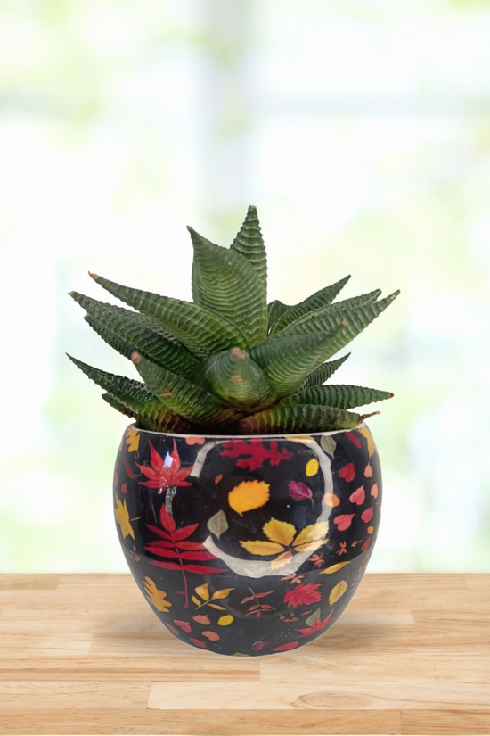 Haworthia combo with planter
