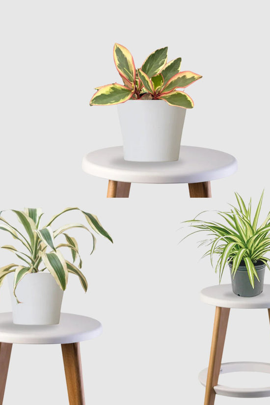 Pet Haven Combo (Peperomia Green, Spider Plant, Dracaena)