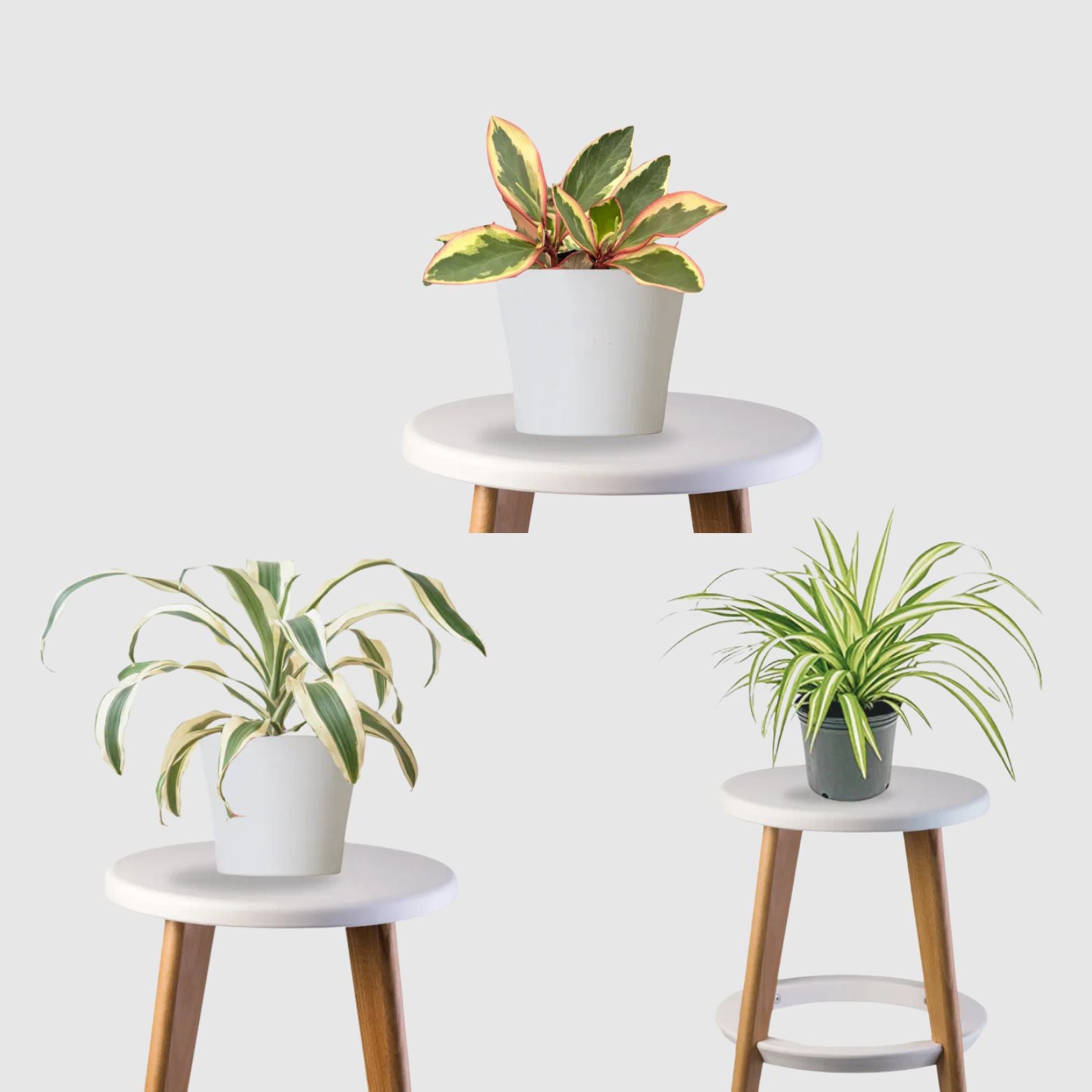 dracaena and spider plant Pet Haven Combo (Peperomia Green, Spider Plant, Dracaena) – Gardengram