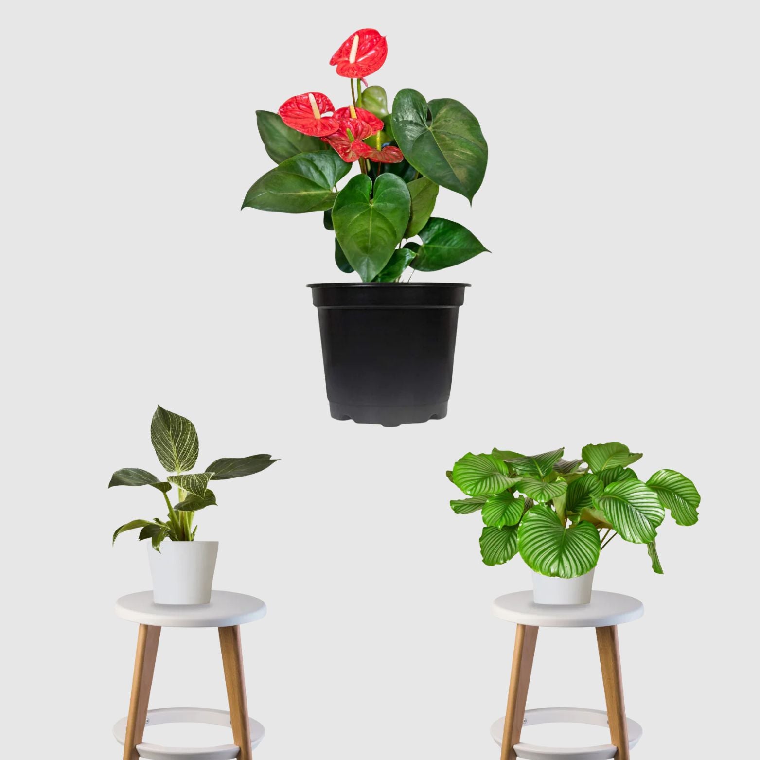 Tropical Treasure Deal (Calathea Orbifolia, Anthurium, Philodendron Birkin)