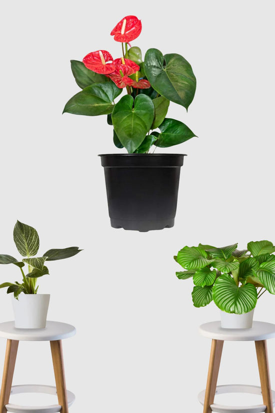 Tropical Treasure Deal (Calathea Orbifolia, Anthurium, Philodendron Birkin)