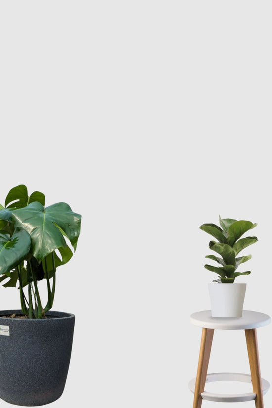 Botanic Luxe Collection (Fiddle Leaf Fig, Monstera Deliciosa)