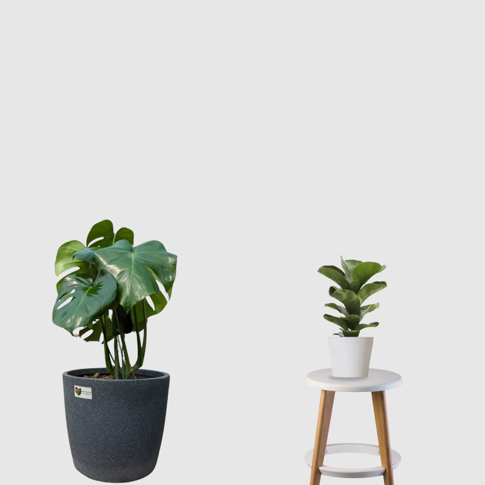 monstera or fiddle leaf fig Botanic Luxe Collection (Fiddle Leaf Fig, Monstera Deliciosa) – Gardengram