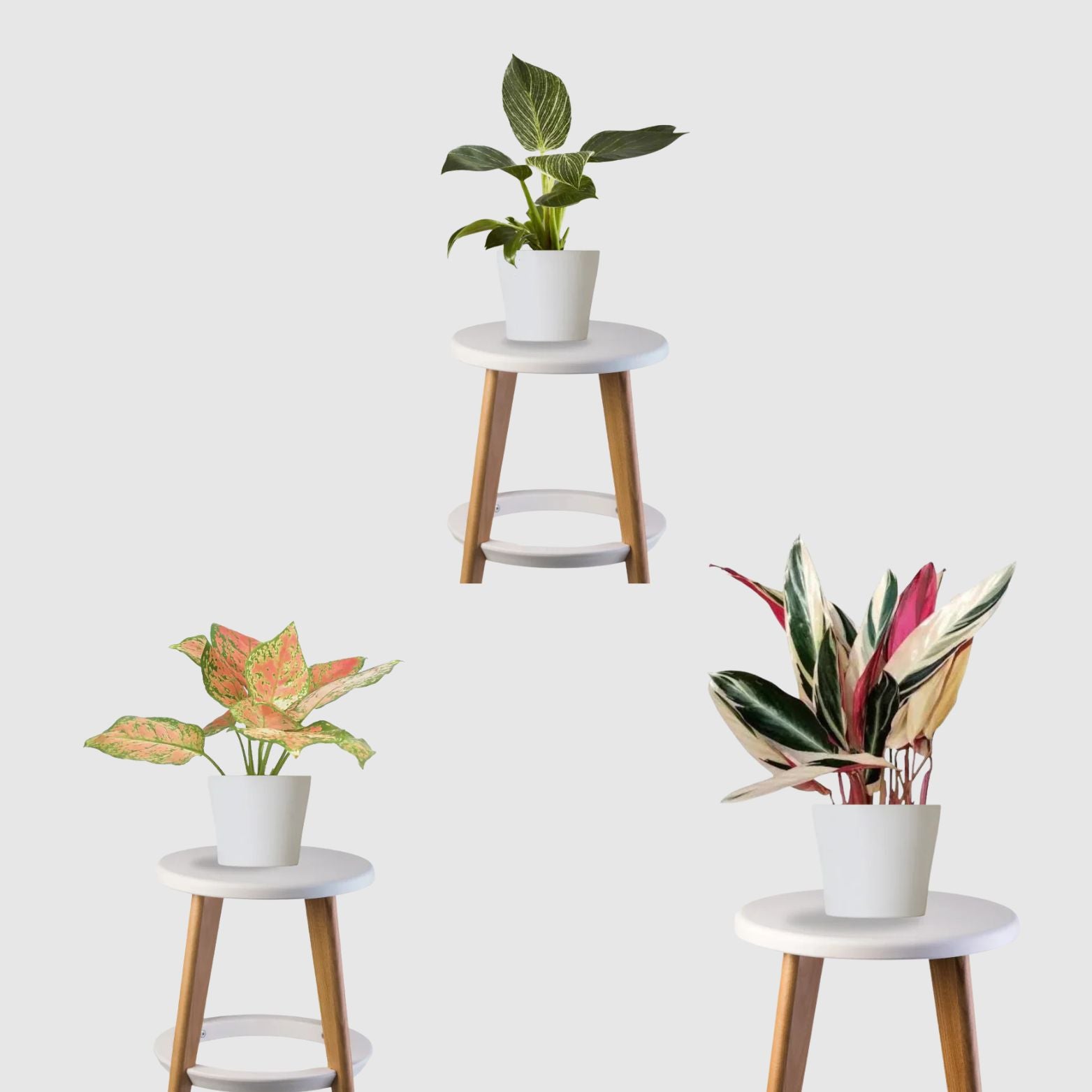 Exotic Elegance Trio (Stromanthe Triostar, Aglaonema Pink, Philodendron Brasil)