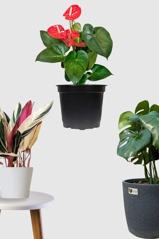 anthurium monstera Rare Foliage Collection (Monstera Deliciosa,Stromanthe Triostar,Anthur – Gardengram