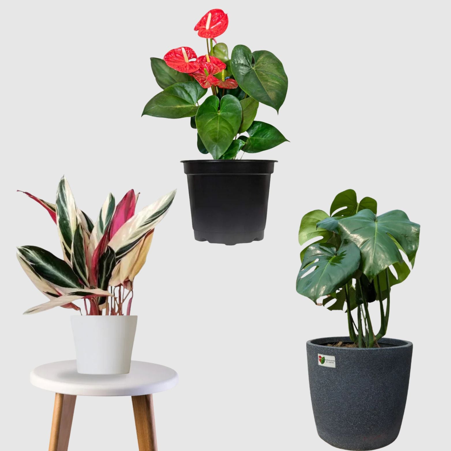 Rare Foliage Collection (Monstera Deliciosa,Stromanthe Triostar,Anthurium)