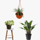 Busy Bee Greens (Pothos, Peace Lily, Spider Plant)