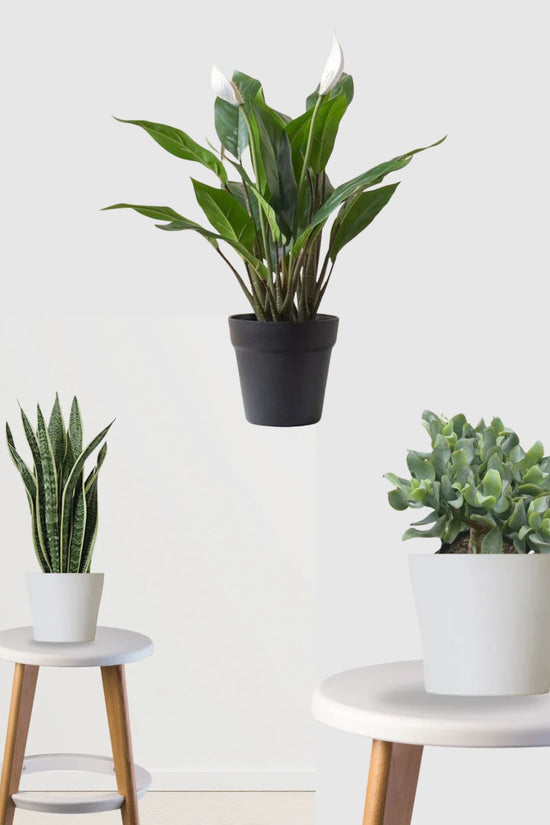 Peace & Prosperity Combo (Jade, Peace Lily, Snake plant)