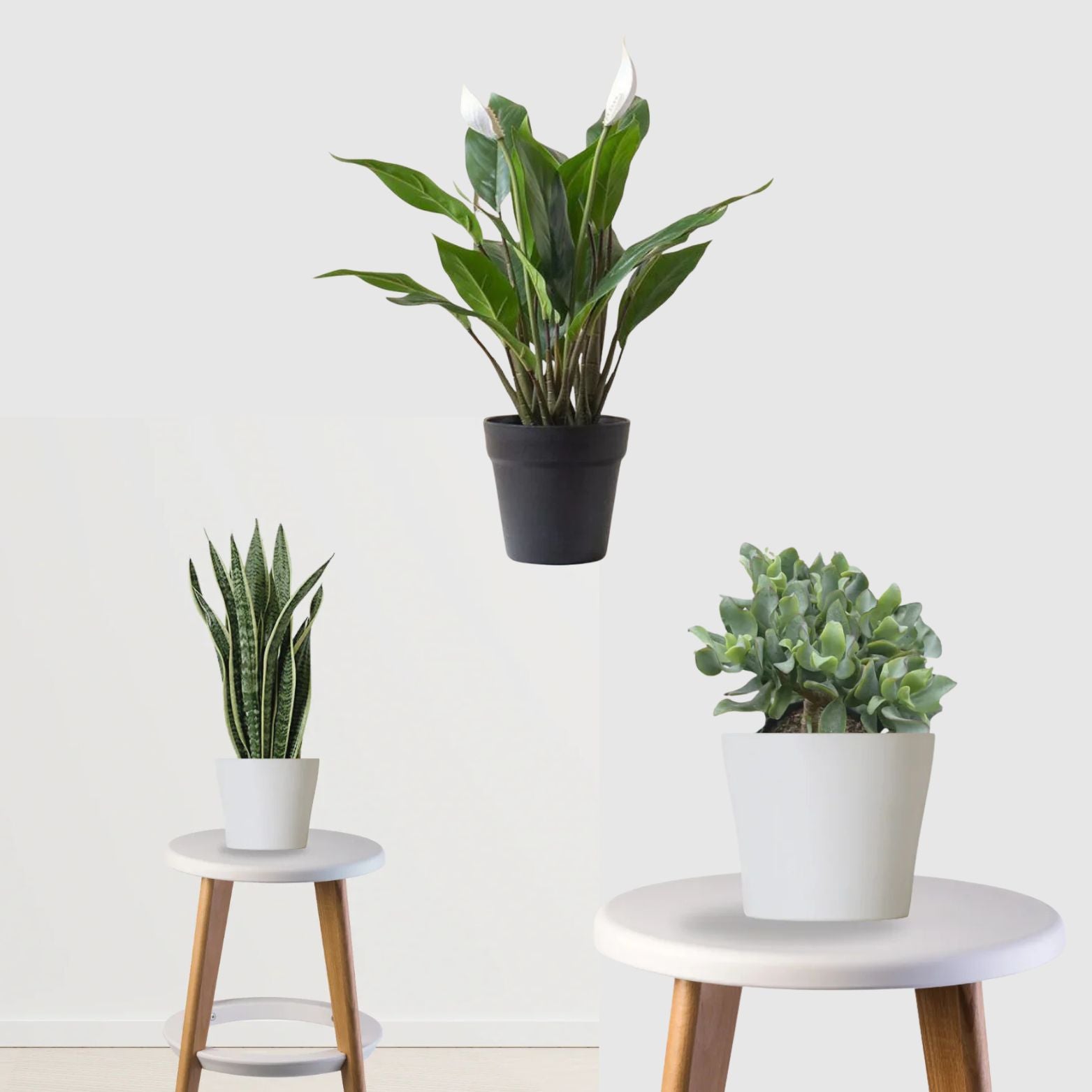 peace lily and snake plant Peace & Prosperity Combo (Jade, Peace Lily, Snake plant) – Gardengram