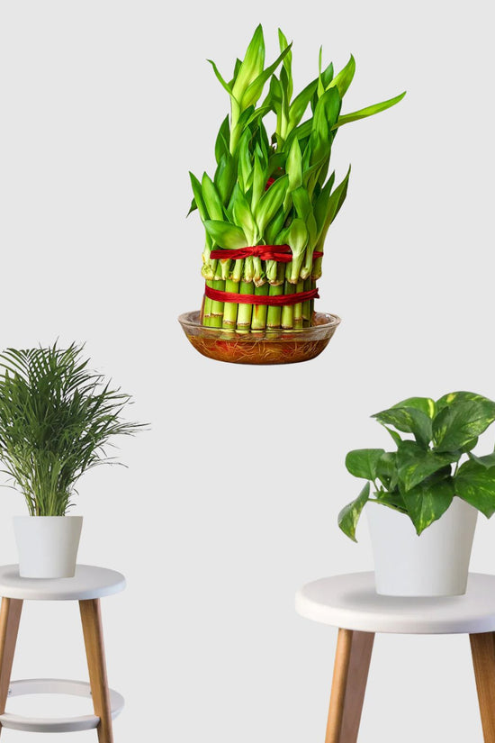 lucky bamboo plant wholesale in india Positive Energy Pack (Money Plant, Lucky Bamboo, Areca Palm) – Gardengram