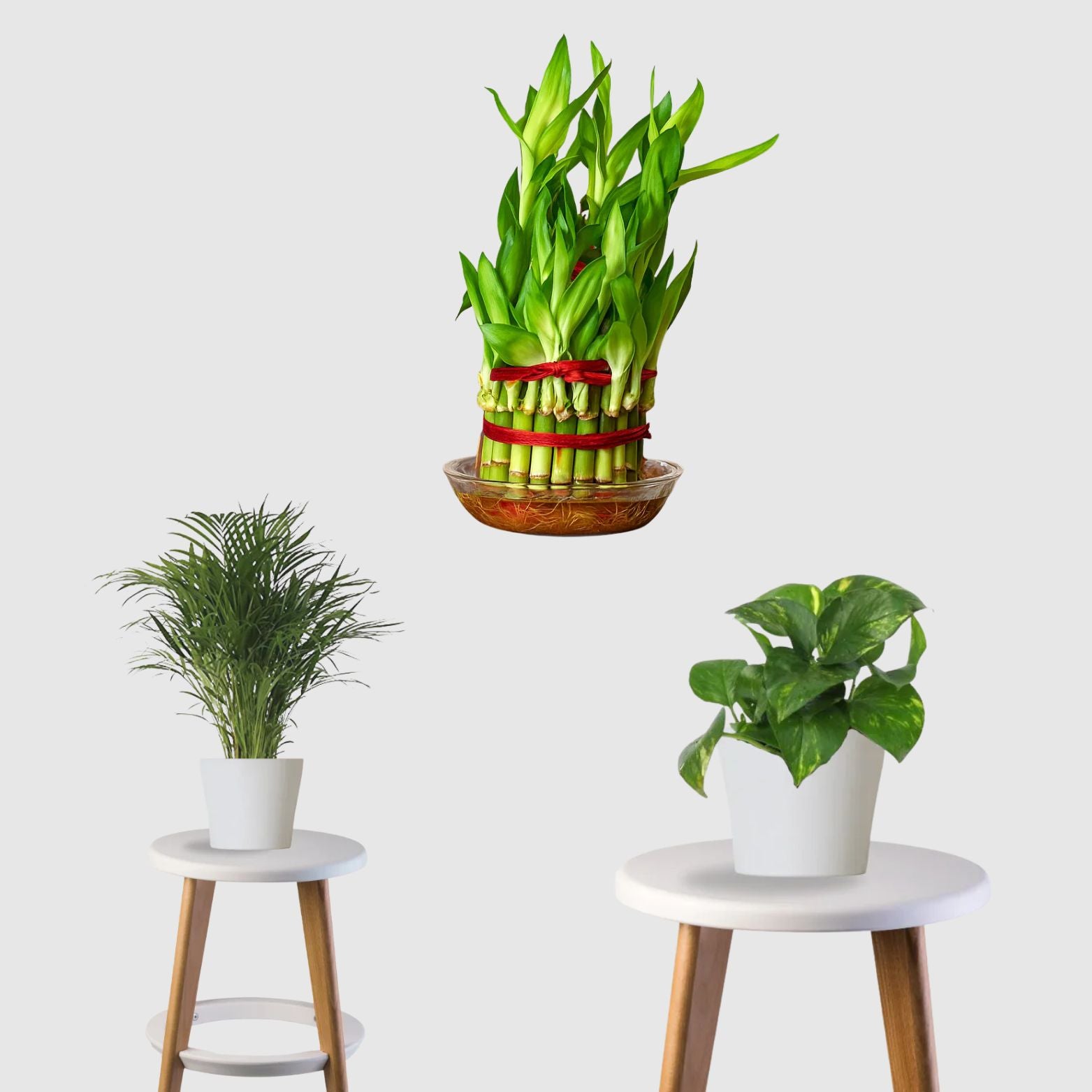 Positive Energy Pack (Money Plant, Lucky Bamboo, Areca Palm)