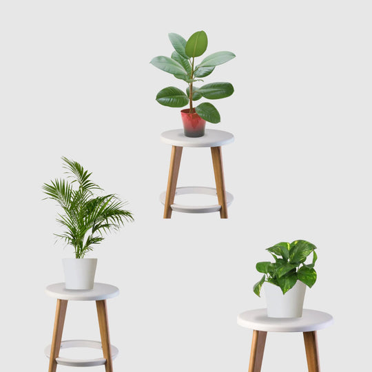Vastu Vibes Trio (Bamboo Palm, Rubber Plant, Money Plant)