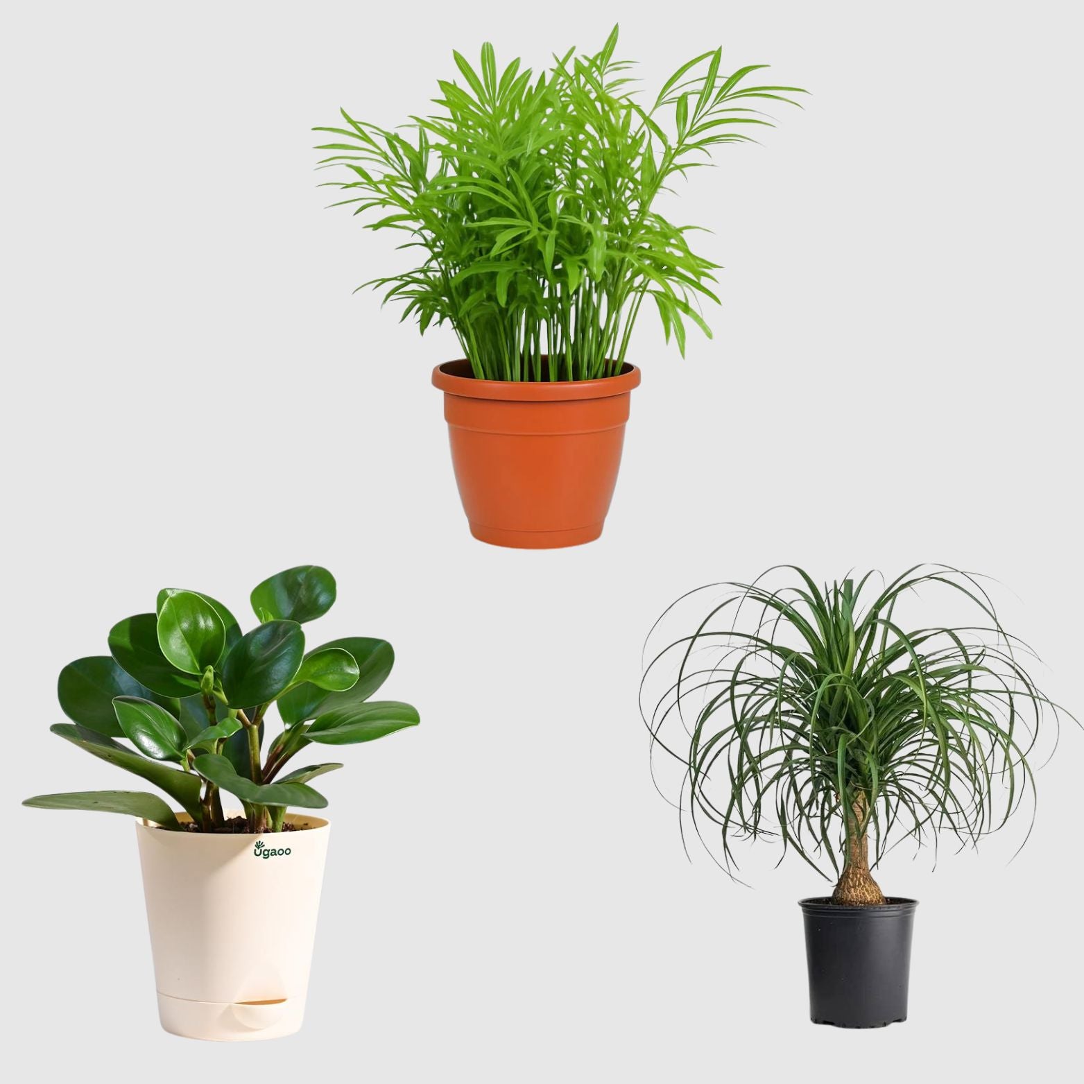 Gentle Greens Collection (Ponytail Palm, Bamboo Palm, Peperomia Green)