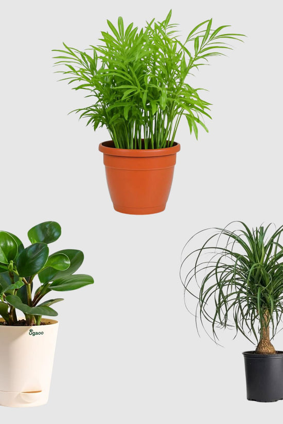 Gentle Greens Collection (Ponytail Palm, Bamboo Palm, Peperomia Green)