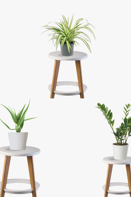 Weekend Gardener Combo (ZZ Plant, Aloe Vera, Spider Plant)
