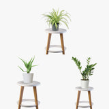 Weekend Gardener Combo (ZZ Plant, Aloe Vera, Spider Plant)