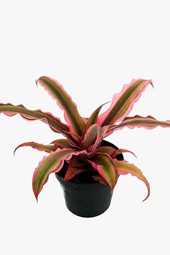 Earth Star Plant Pink | Low Maintenance Decorative Plant - Gardengram