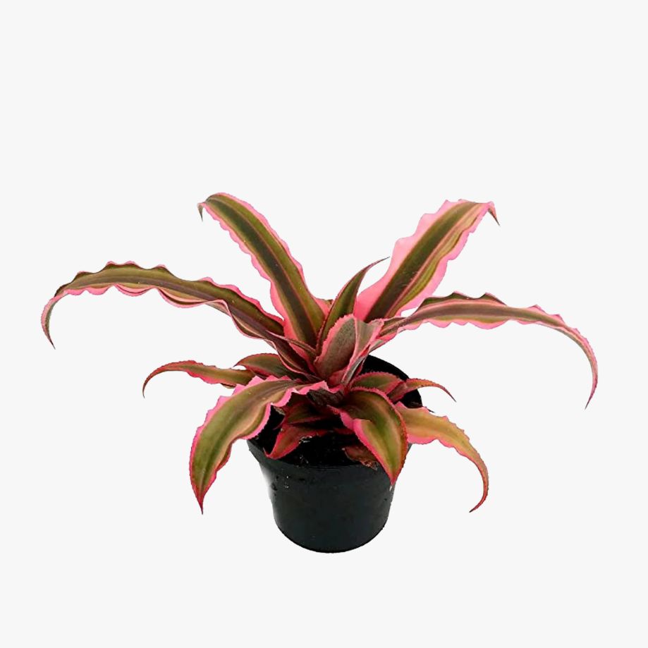 Earth Star Plant Pink | Low Maintenance Decorative Plant - Gardengram