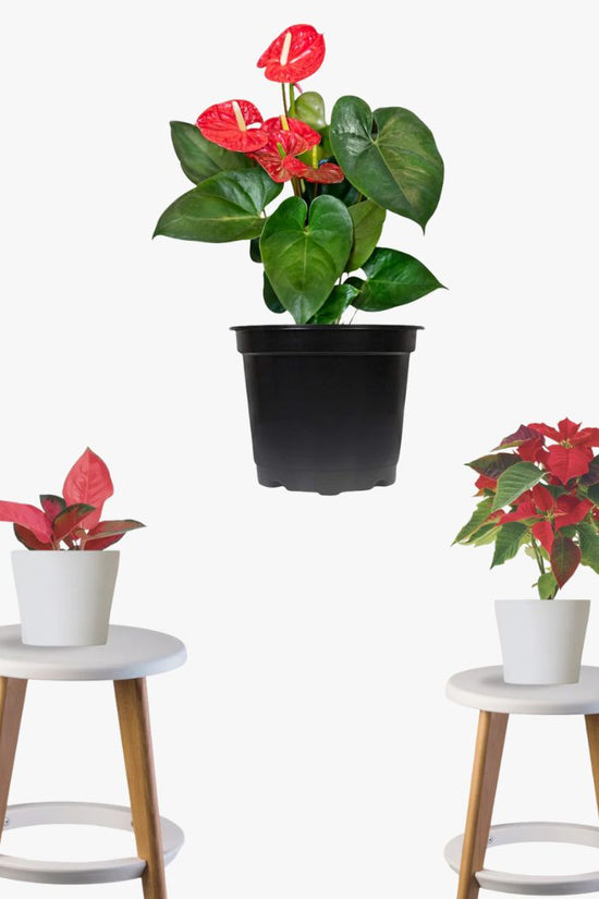 Holiday Harmony Pack (Poinsettia, Red Anthurium, Red Aglaonema)