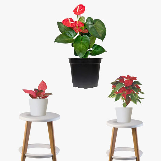 Holiday Harmony Pack (Poinsettia, Red Anthurium, Red Aglaonema)