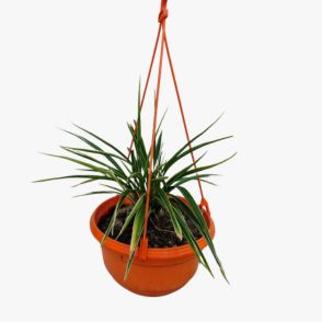 Hanging Spider Plant (with hanging pot)